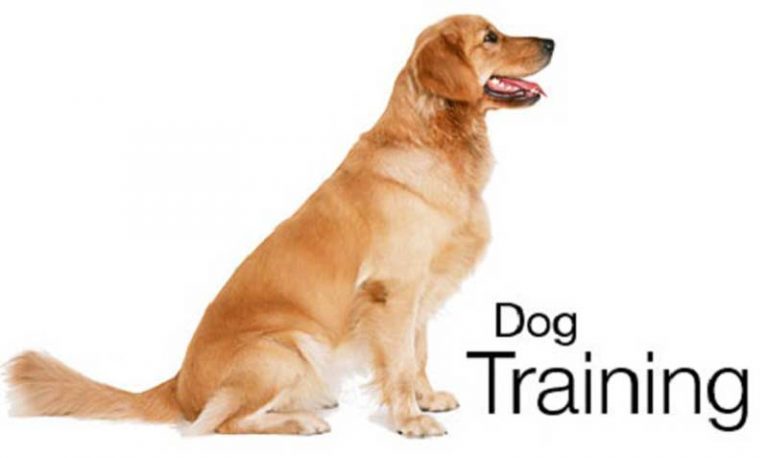 what-does-heel-mean-when-training-a-dog-living-well-center